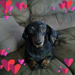 Meet your Posher, Joyce